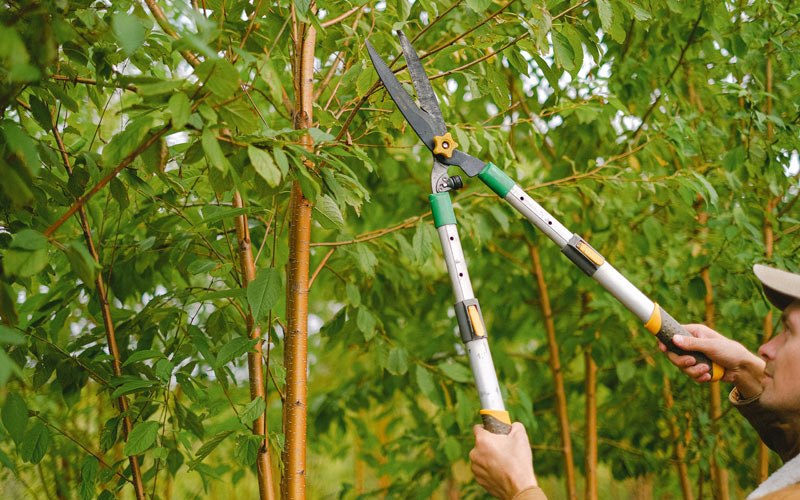 Tree trimming in Glade Park, CO